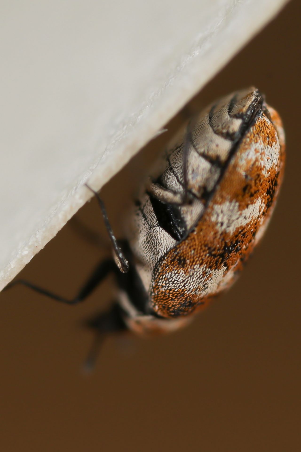 Dermestidae - Anthrenus (Nathrenus) verbasci